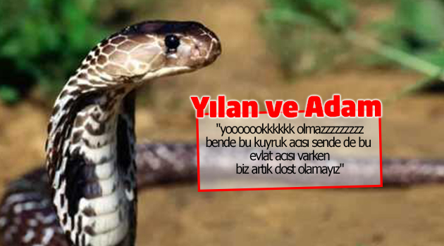 Yılan ve Adam’ın Kuyruk Acısı!