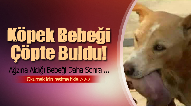 Köpeğin Çöpte Bulduğu Bebeğe Ne Oldu?