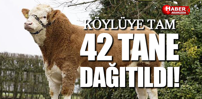 Samsun’da Köylüye 42 Adet Simental Irkı Damızlık Boğa Dağıtıldı!