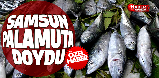 Samsun Palamuta Doydu
