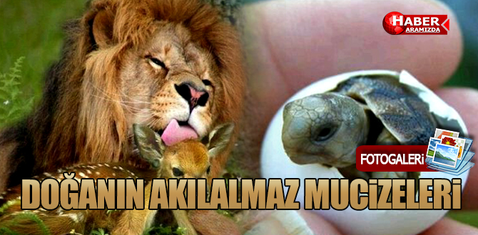 Doğanın Akıl Almaz Mucizeleri