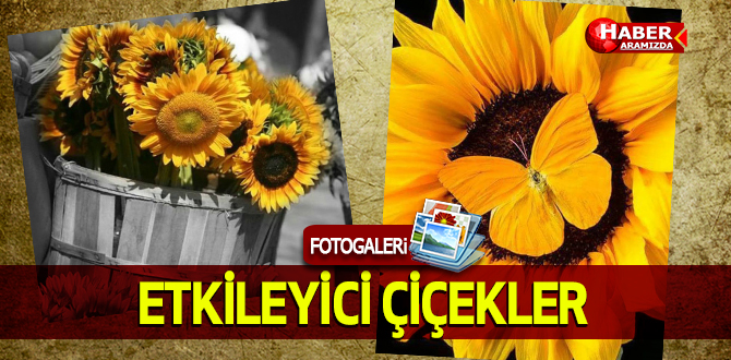 Etkileyici Çiçekler