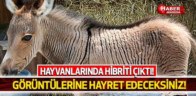 Görünce Hayret Edeceğiniz 10 Hibrit Hayvan