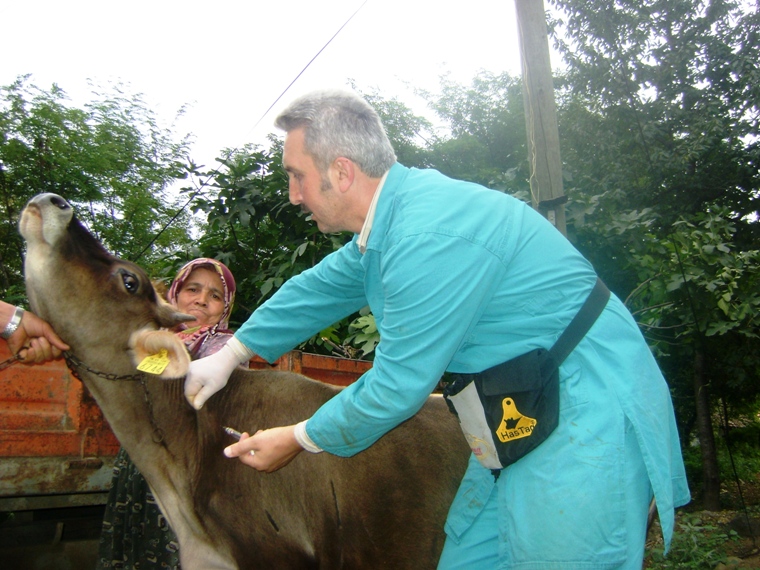 Şap Hastalığı İle Mücadele Çalışmaları Devam Ediyor