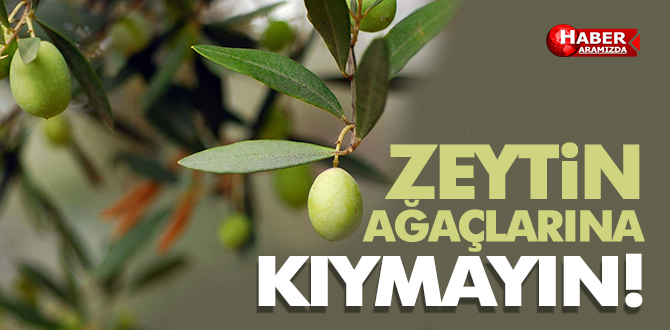 AKCAGÖZ ‘ZEYTİN AĞAÇLARINA KIYMAYIN’
