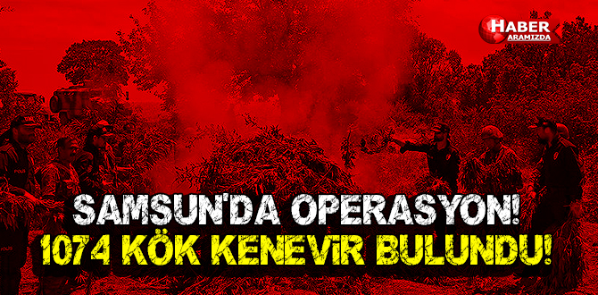 Samsun’da Kenevir Operasyonu!