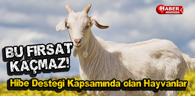 Bu Fırsat Kaçmaz! Hibe Desteği Kapsamında olan Hayvanlar