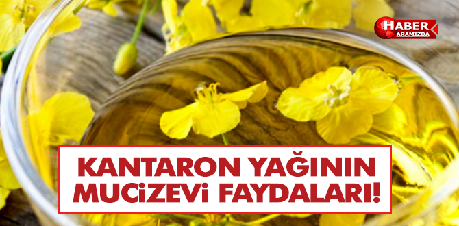 Kantaron yağı nedir? Faydaları neler? Neye iyi gelir?