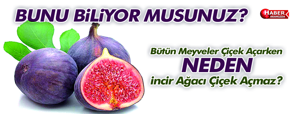 Bütün meyveler çiçek açarken, İncir ağacı neden çiçek açmaz?