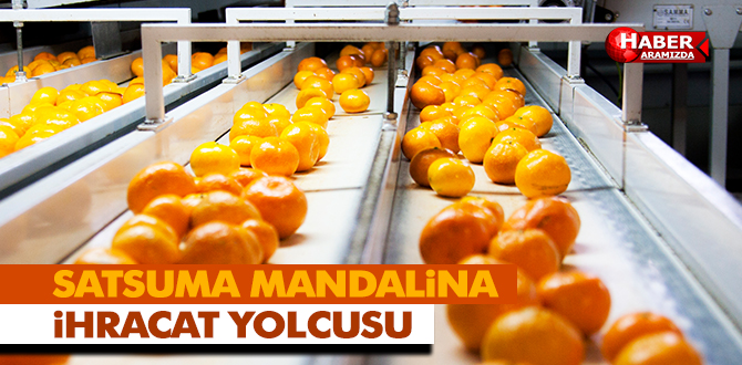 Satsuma mandalina ihracat yolcusu