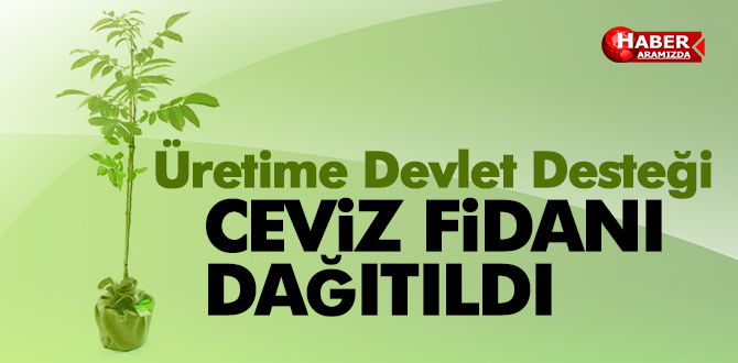 Alaçam’da Ceviz Fidanı Dağıtıldı