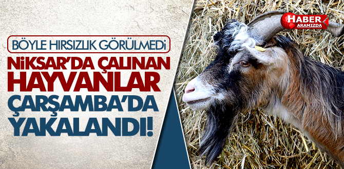 Niksar’da Çalınan Hayvanlar Çarşamba’da Yakalandı
