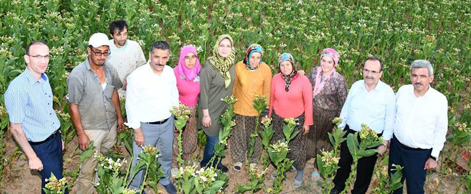 VALİ VE BAŞKAN TARLAYA İNDİ TÜTÜN KIRDI