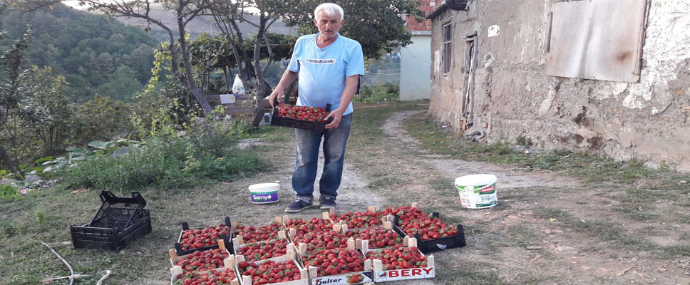 Büyükşehirden Aldığı Destekte Çilek Üreticisi Oldu