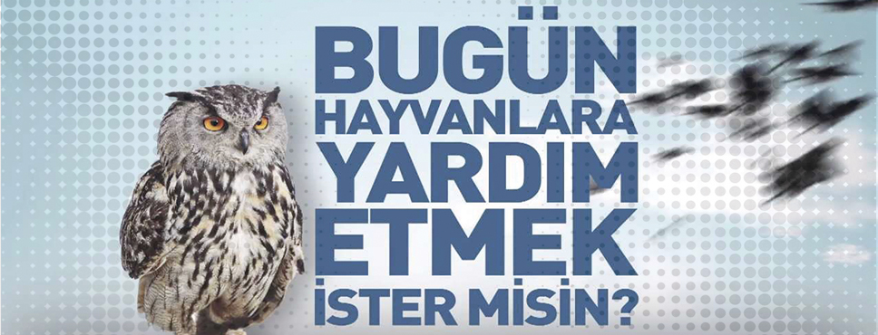 Samsun Büyükşehir Belediyesi Hayvanları Unutmadı