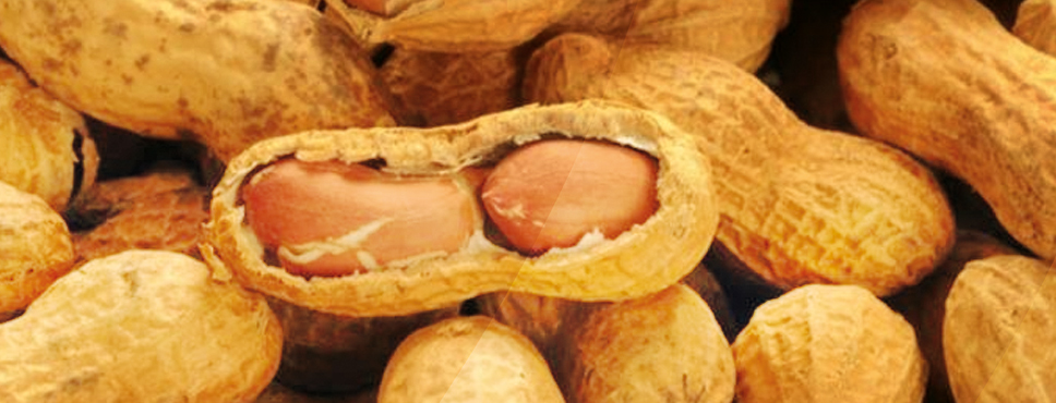 FISTIK ALARM VERİYOR