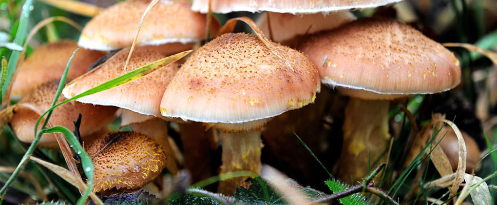 KARACİĞERİNİZİ ZEHİRLİ MANTARDAN KORUYUN