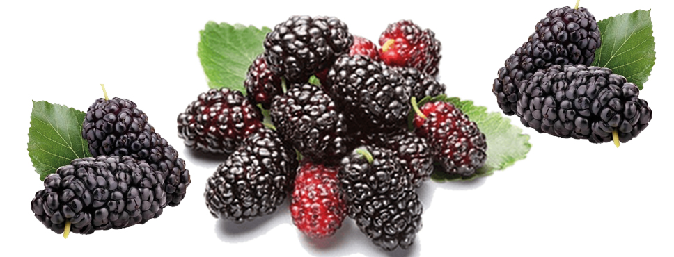 BİR AVUÇ DUT BAKIN NASIL FAYDALI