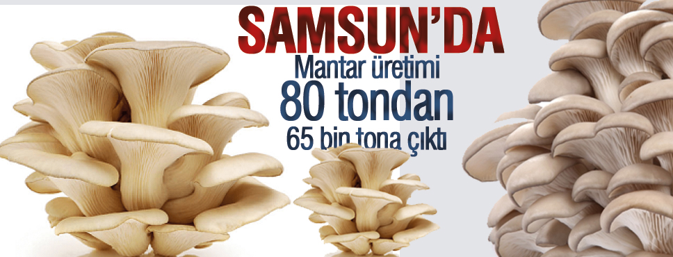 Samsun’da Mantar üretimi 80 tondan 65 bin tona çıktı