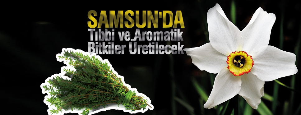 Samsun’da Tıbbi ve Aromatik Bitkiler Üretilecek