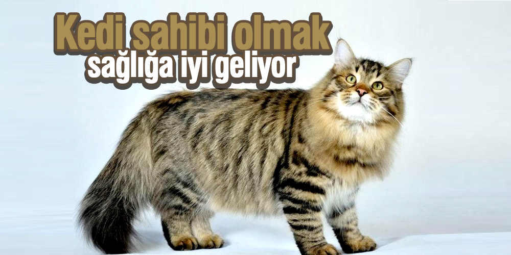 Kedi sahibi olmak, ruh sağlığına iyi geliyor