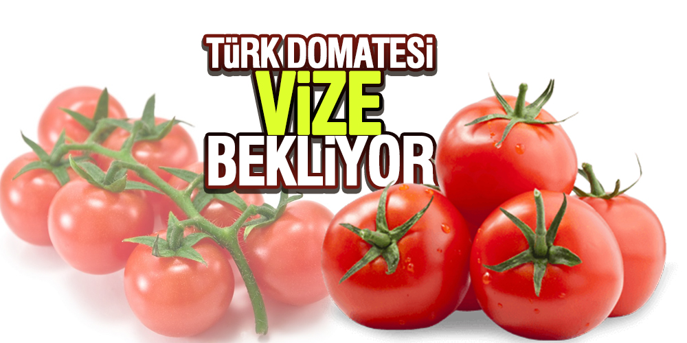 Türk domatesi Rusya vizesi bekliyor
