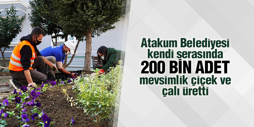 Atakum Belediyesi kendi serasında 200 bin adet mevsimlik çiçek ve çalı üretti