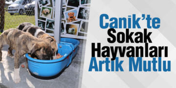 Canik’te Sokak Hayvanları Artık Mutlu