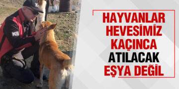 DÜNYADA TEK CANLI İNSANLAR DEĞİL HAYVAN DOSTLARIMIZA İHTİYACIMIZ VAR