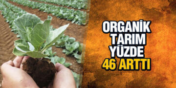 ORGANİK TARIM YÜZDE 46 ARTTI