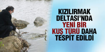 ‘Bahri’ ait olduğu yerde