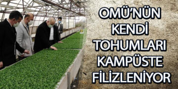 OMÜ’nün Kendi Tohumları Kampüste Filizleniyor
