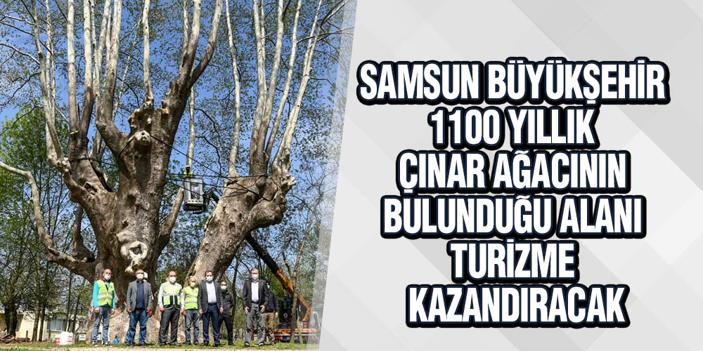 Samsun Büyükşehir’den Tarihi Ağaca Bakım