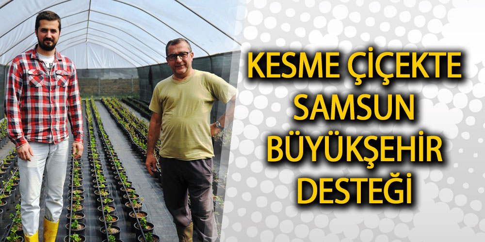 Kesme Çiçekte Samsun Büyükşehir Desteği