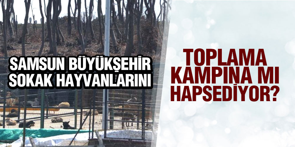 Samsun Büyükşehir Sokak Hayvanlarını Toplama Kampına Mı Hapsediyor?