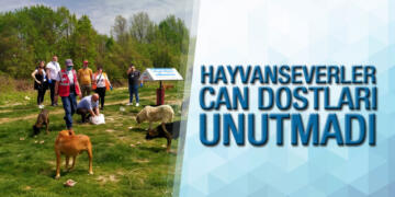 Samsunlu hayvanseverler 1 günde 400’e yakın sokak hayvanı besledi