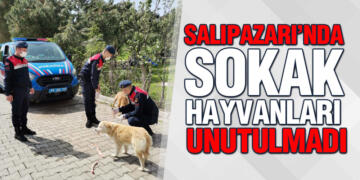 Kaymakam Gürsoy: ‘İlçemizdeki Sokak Hayvanlarını Unutmadık’