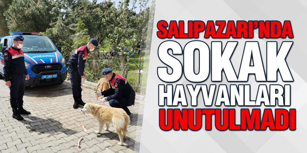 Kaymakam Gürsoy: ‘İlçemizdeki Sokak Hayvanlarını Unutmadık’