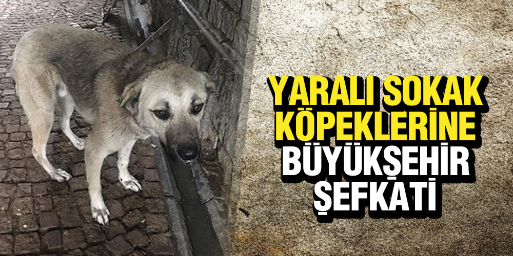 Yaralı Sokak Köpeklerine Samsun Büyükşehir Şefkati