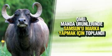 OMÜ, Manda Ürünlerinde Samsun’u Marka Yapmak için Toplandı