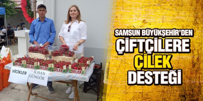 Samsun Büyükşehir’den Çiftçilere ‘Çilek’ Desteği