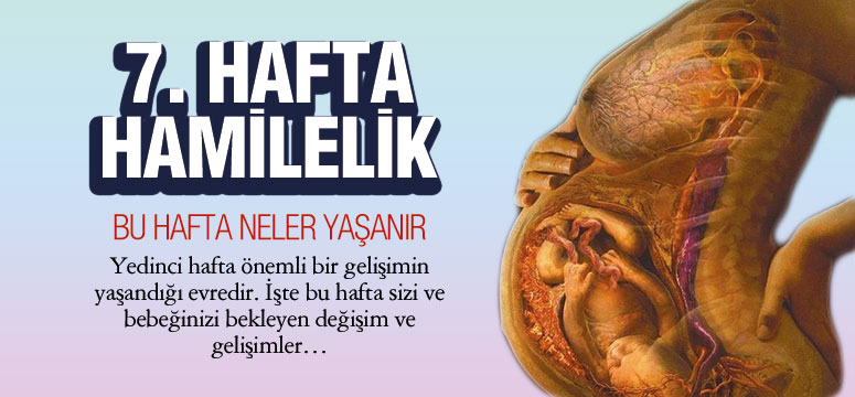 7. Hafta Hamilelik