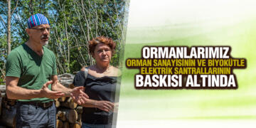 Samsun’un Akciğerleri Kocadağ’da Ağaç Kıyımına Son Verilsin!