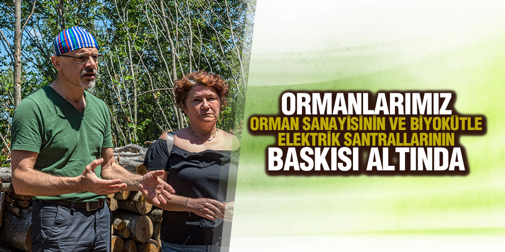 Samsun’un Akciğerleri Kocadağ’da Ağaç Kıyımına Son Verilsin!