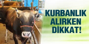 Kurbanlık Hayvan Alırken Dikkat!