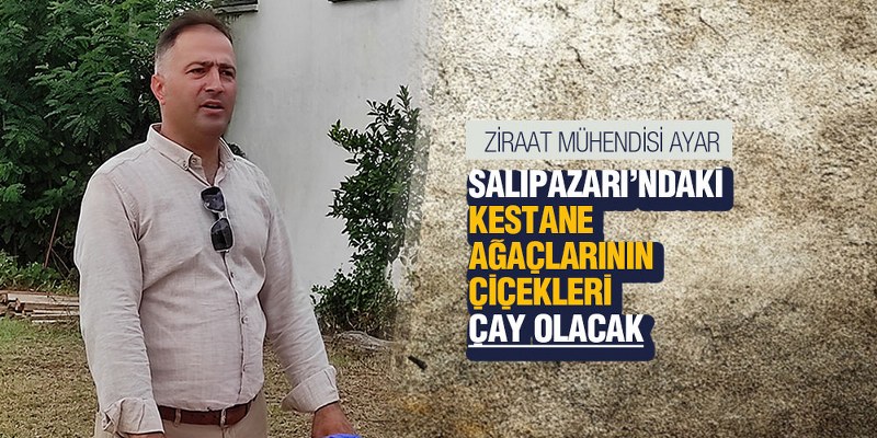 Salıpazarı’ndaki Kestane Ağaçlarının Çiçekleri Çay Olacak