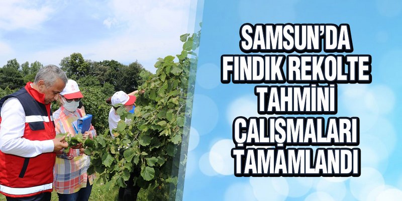 Samsun’da Fındık Rekolte Tahmini Çalışmaları Tamamlandı
