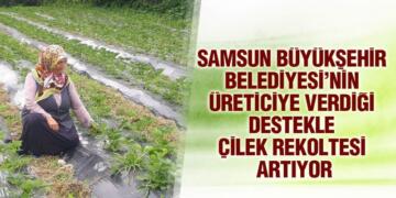 Samsun’da 7,5 Ton Rekolte Bekleniyor