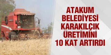 Atakum Belediyesi Karakılçık Üretimini 10 Kat Artırdı