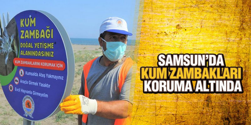 Samsun’da Kum Zambakları Koruma Altında